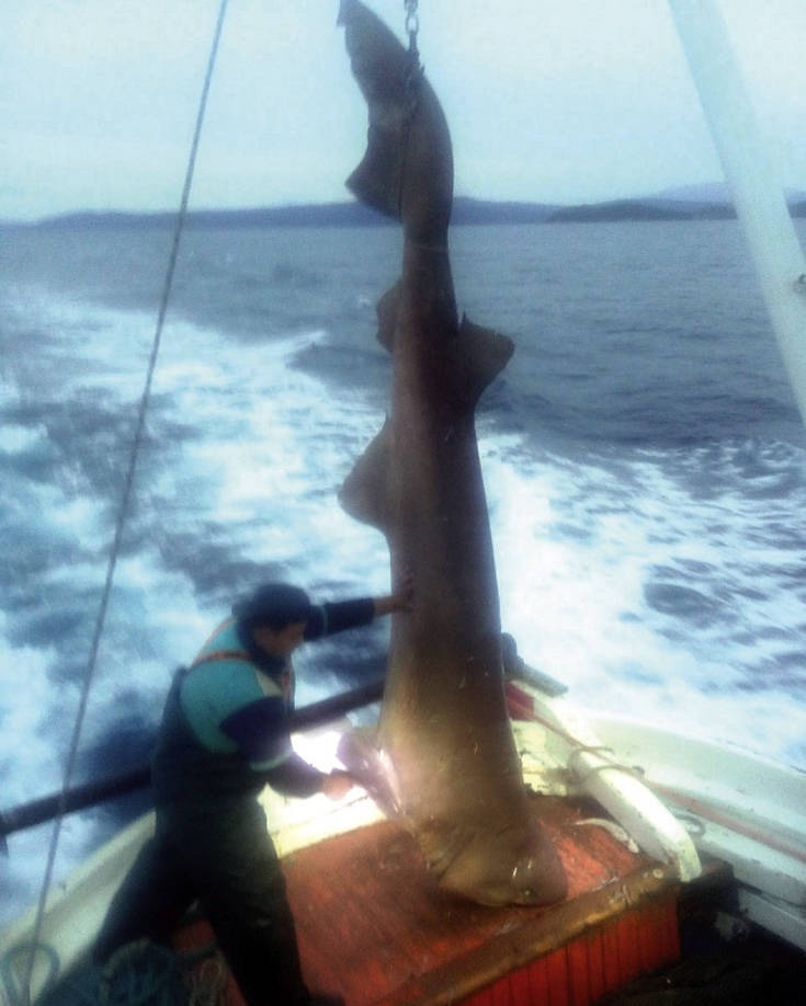 Ψαράς έπιασε καρχαριοειδές 400 κιλών στη Σκιάθο