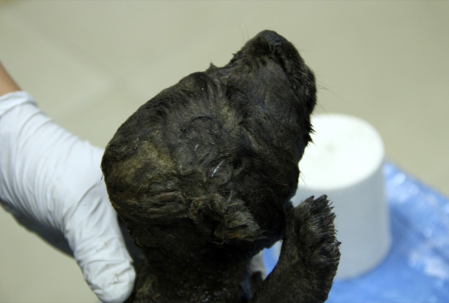 Παλαιοντολόγοι ανακάλυψαν άθικτο το σώμα ενός κουταβιού στη Σιβηρία
