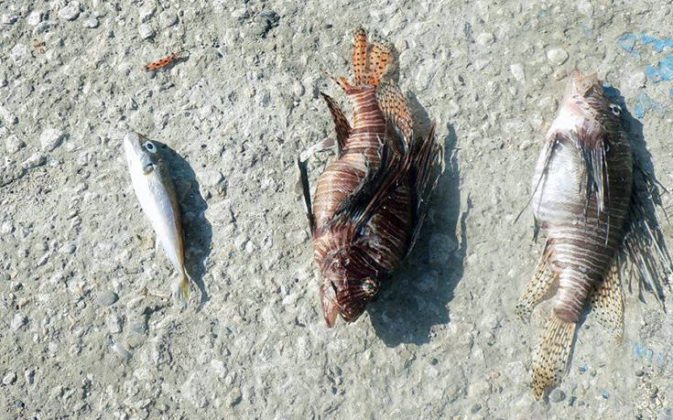 Ψαράς βρήκε δεκάδες τοξικούς λαγοκέφαλους μέσα σε ζαργάνα