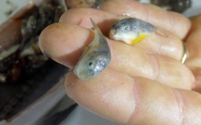 Ψαράς βρήκε δεκάδες τοξικούς λαγοκέφαλους μέσα σε ζαργάνα