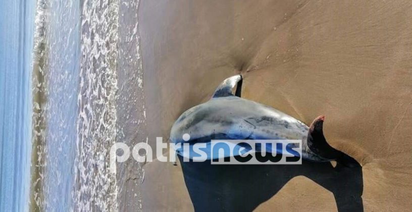 Νεαρό δελφίνι ξεβράστηκε νεκρό στο Κατάκολο