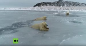 Συγκλονιστικό βίντεο: Αρκούδες παλεύουν να σταθούν σε πάγους που λιώνουν Αρκούδες παλεύουν να σταθούν σε πάγους που λιώνουν