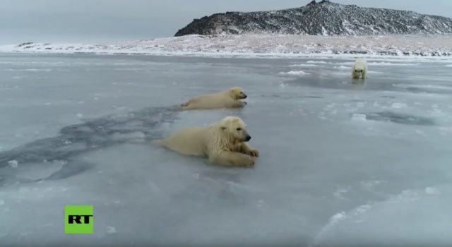 Αρκούδες παλεύουν να σταθούν σε πάγους που λιώνουν
