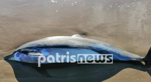 Νεαρό δελφίνι ξεβράστηκε νεκρό στο Κατάκολο