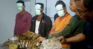 Συνέλαβαν 5 άνδρες για κατοχή εμβρύων τίγρης
