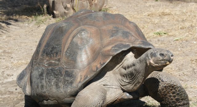 Χελώνα Galapagos giant tortoise Geochelone elephantopus