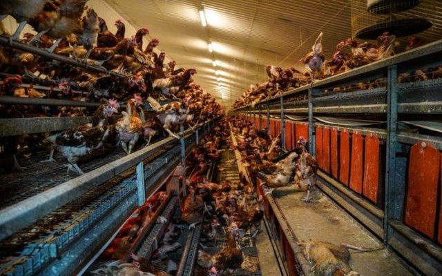 Εικόνες ντροπής σε πτηνοτροφική μονάδα στη Βρετανία