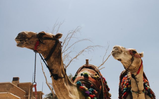 Καμήλες