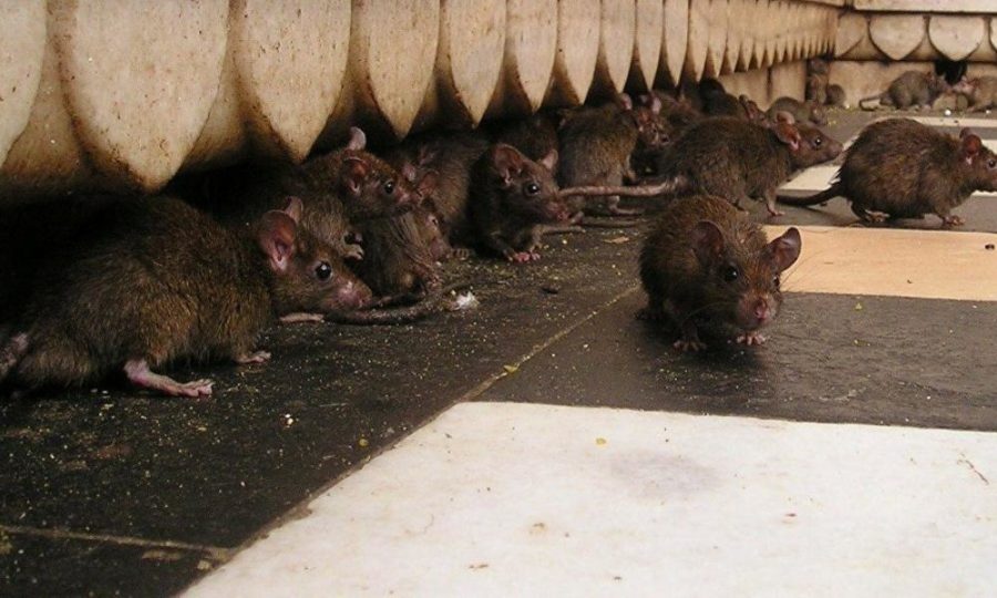 Εμφανίστηκαν ποντίκια στην Πλατεία Συντάγματος