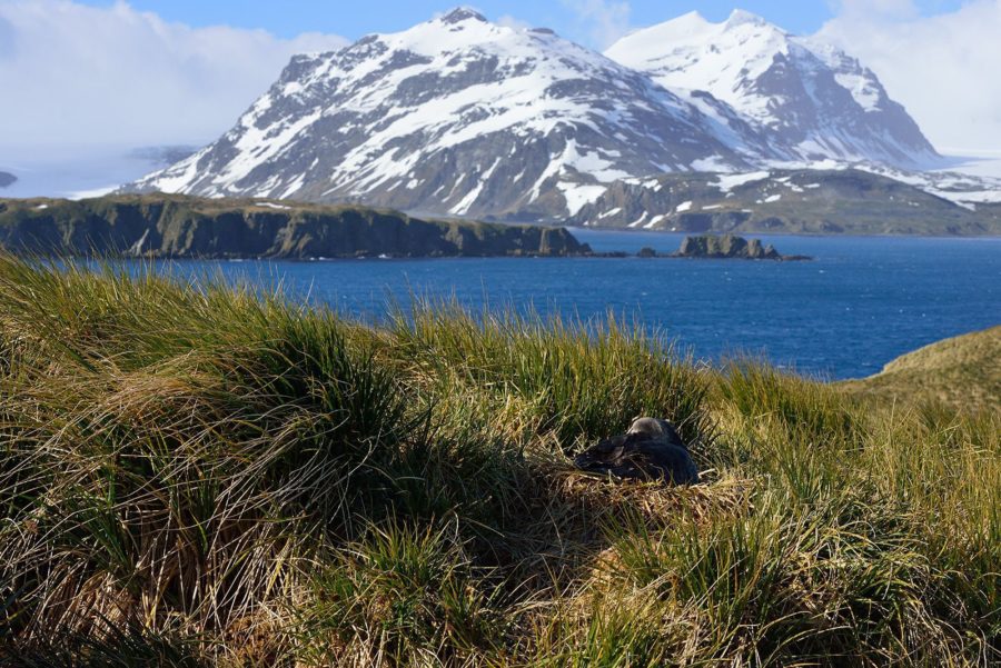 Ανταρκτική: Λιώνουν οι πάγοι και φυτρώνουν λουλούδια! (φωτογραφίες)