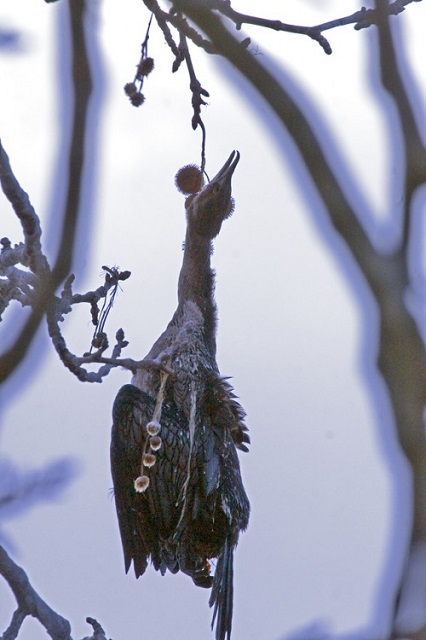 Λίμνη Καστοριάς: Αποκαλύφθηκαν πτώματα πουλιών μπλεγμένα σε δίχτυα