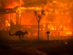 Οι φωτιές στην Αυστραλία αφάνισαν το ένα πέμπτο των δασών
