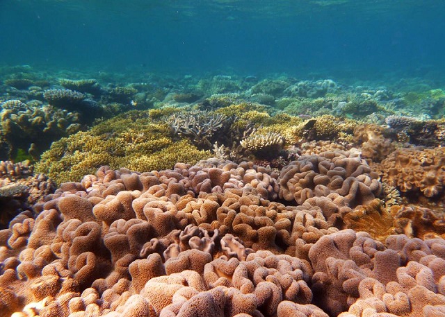 κοραλλιογενείς ύφαλοι
