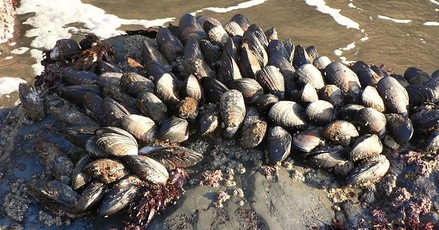 Νέα Ζηλανδία: Χιλιάδες μύδια νεκρά σε παραλία από τον καύσωνα