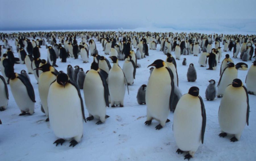 Eξαφανίζονται οι πιγκουίνοι στην Ανταρκτική