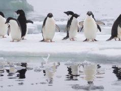 Πιγκουίνοι