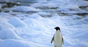 πιγκουίνοι στην Ανταρκτική