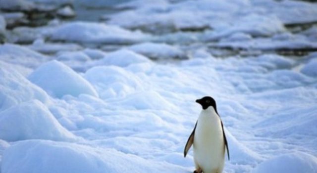 πιγκουίνοι στην Ανταρκτική