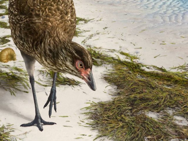 Σε λατομείο ανακαλύφθηκε το αρχαιότερο απολίθωμα πουλιού ονόματι... «Αστεριόρνις»