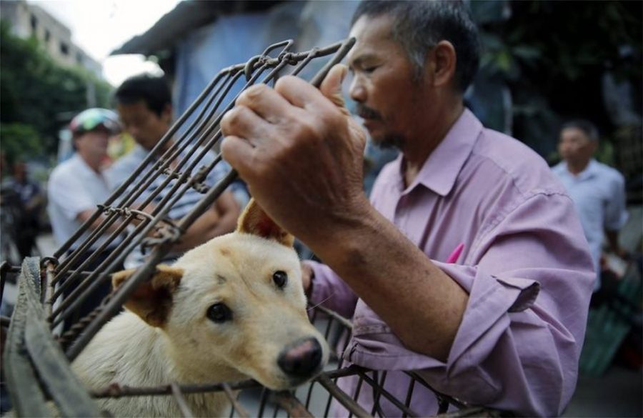 Ιστορική απόφαση λόγω κορονοϊού: Απαγορεύεται η κατανάλωση σκύλων και γατιών