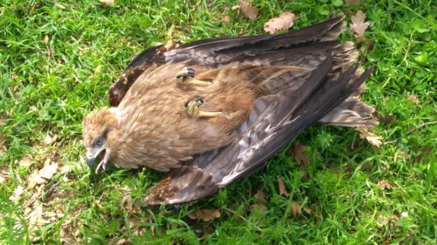 Κρήτη: Ξαφνικός θάνατος για δεκάδες άγρια πουλιά γύρω από τον ΧΥΤΑ Αμαρίου (εικόνες - σοκ)