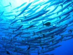 Ωκεανός - Ψάρια - Κλίμα - Κλιματική αλλαγή