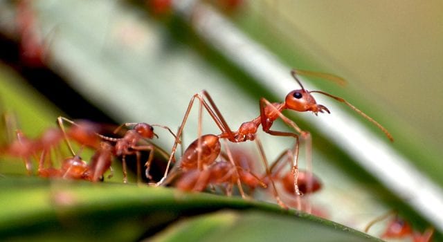 Μυρμήγκια - Έντομα