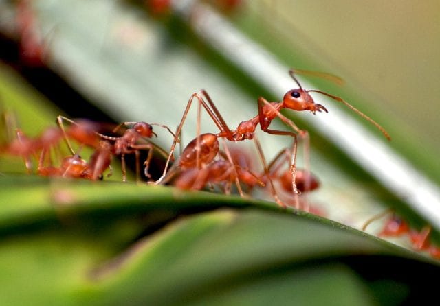 Μυρμήγκια - Έντομα