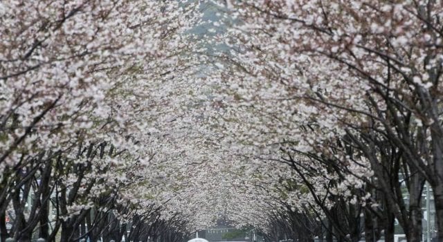 Κερασιές - Ιαπωνία
