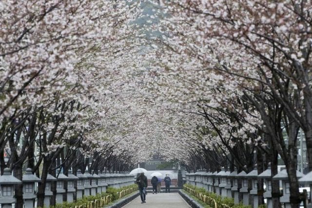 Κερασιές - Ιαπωνία