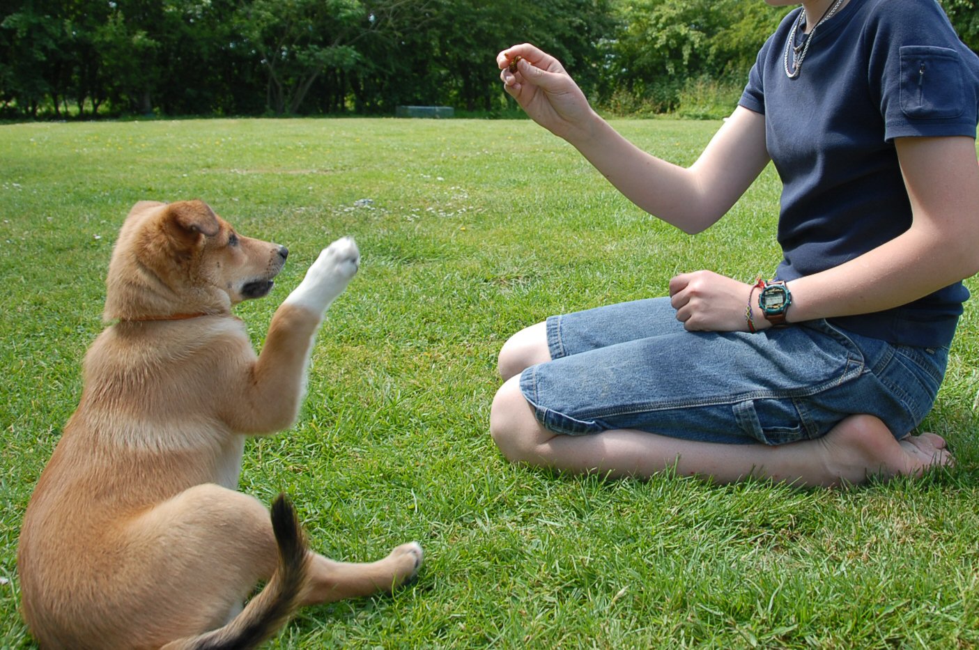 Γιατί ο σκύλος «καβαλάει» το πόδι μας και τους άλλους σκύλους