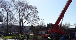 Σημαντική πρωτοβουλία: Φυτεύονται 30 αιωνόβια ελαιόδεντρα στη Θεσσαλονίκη