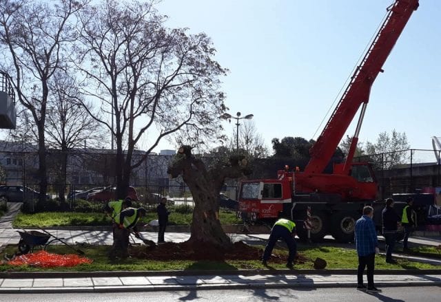 Σημαντική πρωτοβουλία: Φυτεύονται 30 αιωνόβια ελαιόδεντρα στη Θεσσαλονίκη
