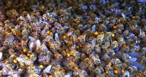 Μέλισσες - Μελίσσια