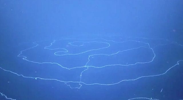 Ανακαλύφθηκε στη θάλασσα το μακρύτερο ζώο, άνω των 120 μέτρων!