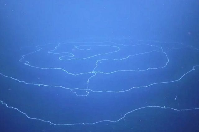 Ανακαλύφθηκε στη θάλασσα το μακρύτερο ζώο, άνω των 120 μέτρων!