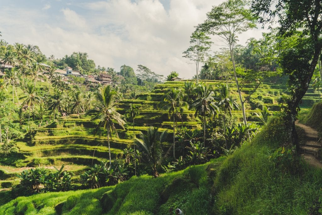 Tegallalang Rice Terrace, Indonesia