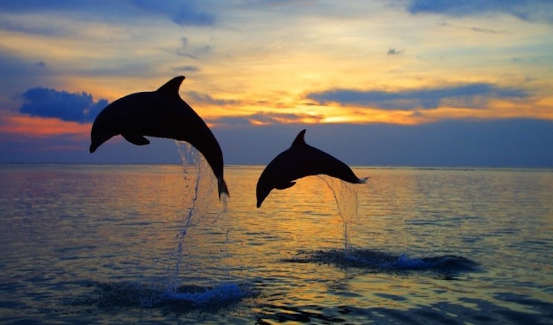 Σε κρίσιμη κατάσταση οι πληθυσμοί των κοινών δελφινιών του Κορινθιακού
