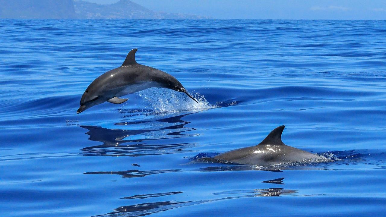 Σε κρίσιμη κατάσταση οι πληθυσμοί των κοινών δελφινιών του Κορινθιακού