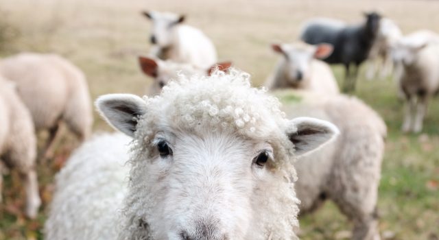 Τα πρόβατα διαισθάνθηκαν το σεισμό