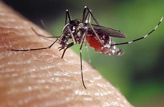 Όλοι οι τρόποι να προφυλάξετε τα παιδιά από τα κουνούπια