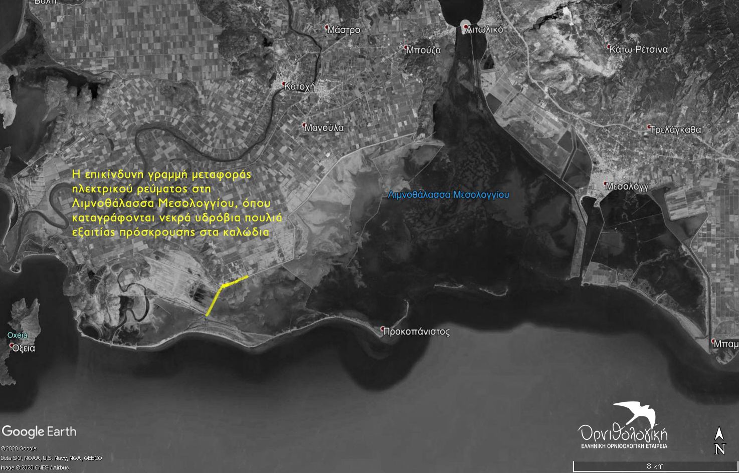 Λιμνοθάλασσα Μεσολογγίου: Καλώδια-παγίδα για τους Αργυροπελεκάνους