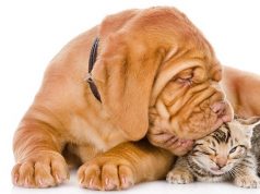 Έχετε κατοικίδιο και χωρίζετε; Η Βραζιλία βρήκε τη …σολομώντεια λύση! κατοικίδια ζώα