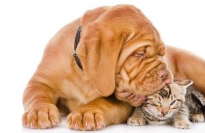 κατοικίδια ζώα