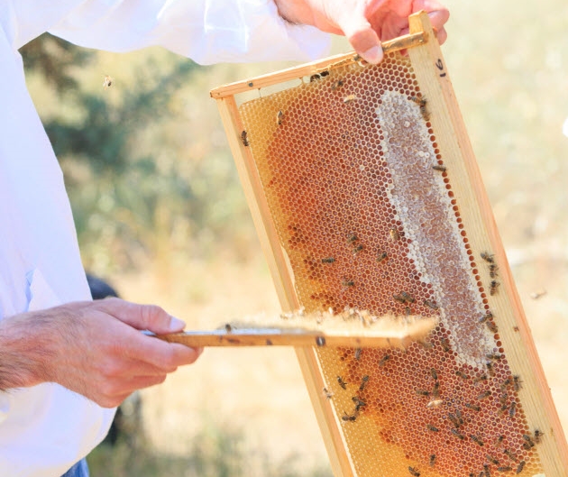 Μέλι και μελισσοκομικά προϊόντα (1)