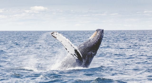 φάλαινες