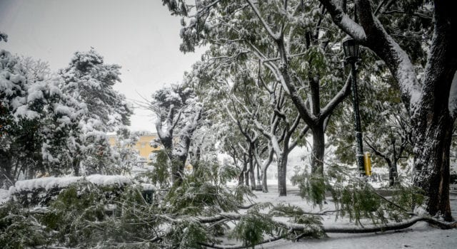 Χιονόπτωση στο κέντρο της Αθήνας,πτώσεις δέντρων στο Ζάππειο από το βάρος του χιονιού, Τρίτη 16 Φεβρουαρίου 2021. (EUROKINISSI/ΤΑΤΙΑΝΑ ΜΠΟΛΑΡΗ)