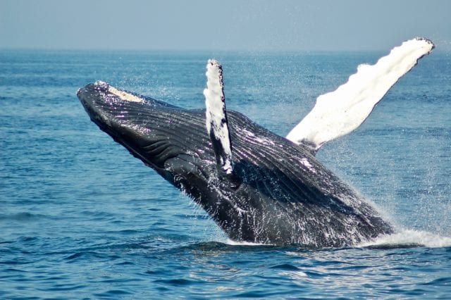 φάλαινα