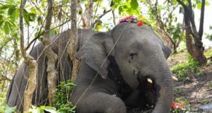 cctv twitter upload 18 ελέφαντες