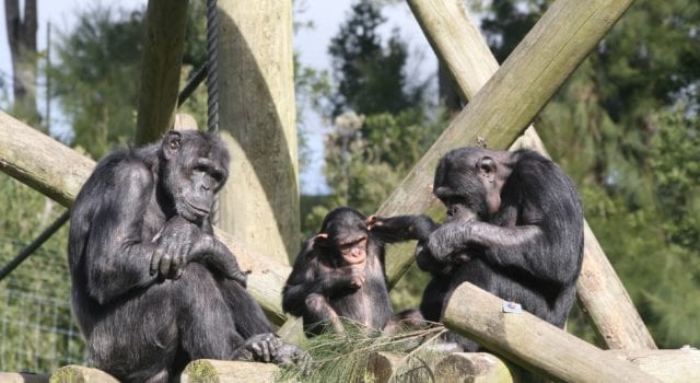 χιμπατζήδες